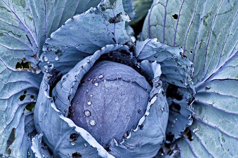 Bio events, Vegan Events, Veggie Events, Vegetarian Events Ideas