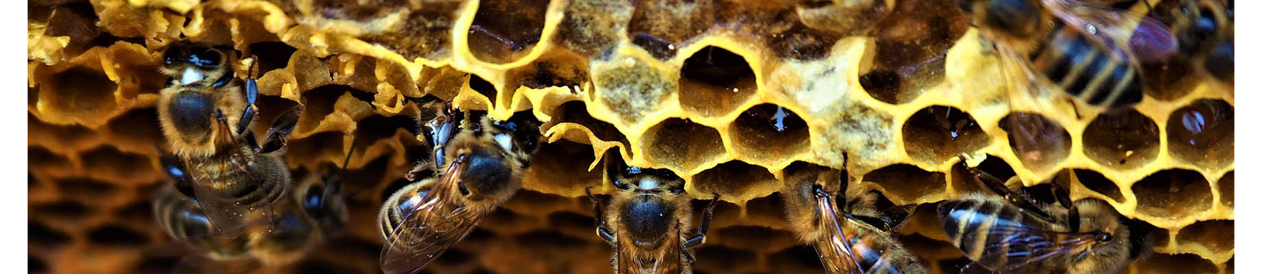 Honigbienen im Bienenstock an den Waben