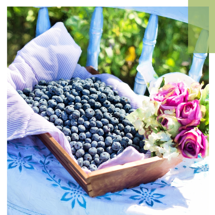 Nachhaltig geerntete Heidelbeeren in einer Holzkiste auf blau-weißem Tuch, daneben ein Strauß rosa und weißer Rosen – ein Hinweis auf klimabewussten, regionalen Anbau und saisonale Lebensmittel.