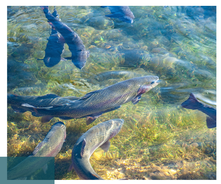 Mehrere Fische schwimmen im klaren Wasser über einem kiesigen Grund. Darstellung eines gesunden aquatischen Lebensraums, der die Bedeutung sauberer Gewässer für Biodiversität zeigt.