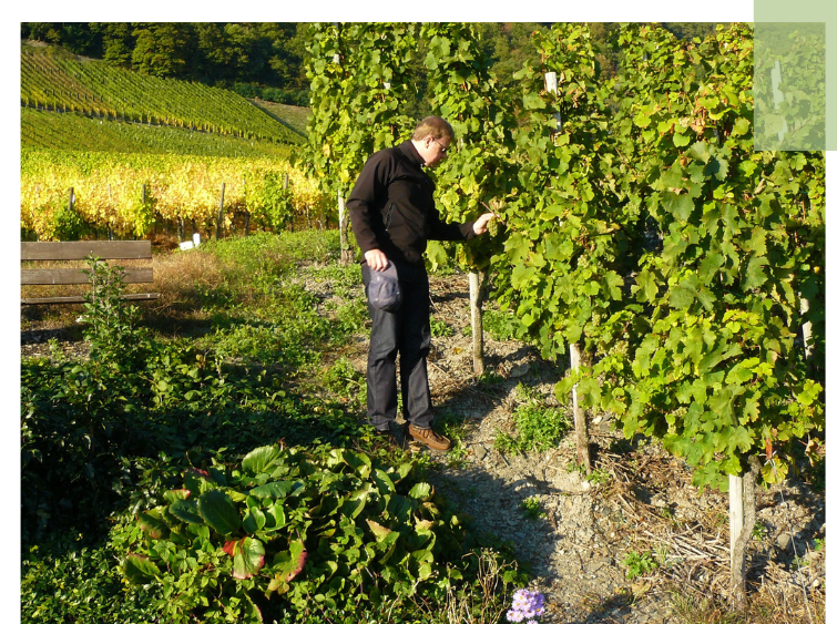 Person in schwarzer Kleidung steht auf einem grünen Feld zwischen Rebstöcken.