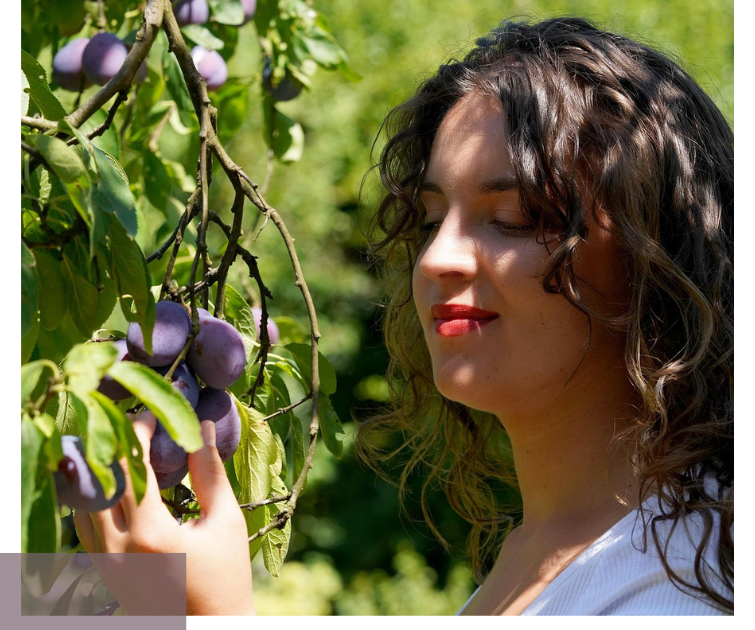 Young woman picks ripe plums from a tree – symbol for resource awareness.