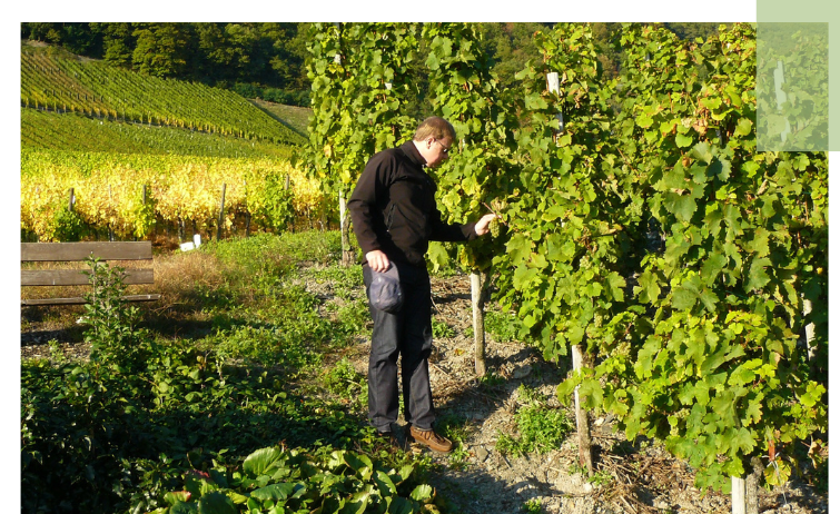 Person wearing black clothes stands in a vineyard examining the plants.